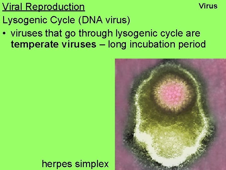 Virus Viral Reproduction Lysogenic Cycle (DNA virus) • viruses that go through lysogenic cycle