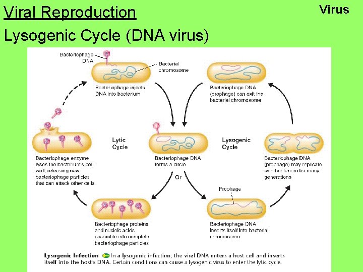 Viral Reproduction Lysogenic Cycle (DNA virus) Virus 