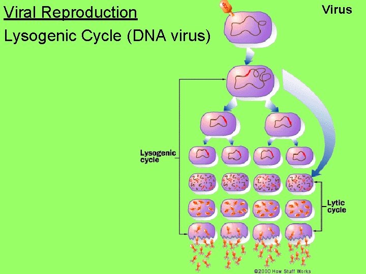 Viral Reproduction Lysogenic Cycle (DNA virus) Virus 