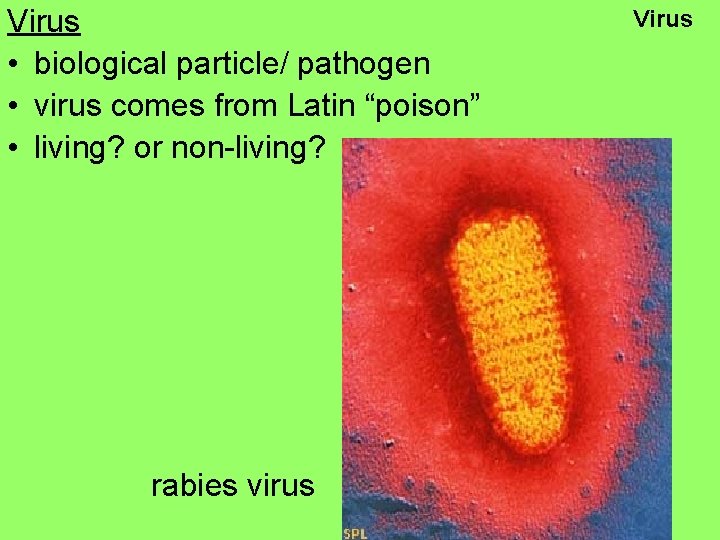 Virus • biological particle/ pathogen • virus comes from Latin “poison” • living? or