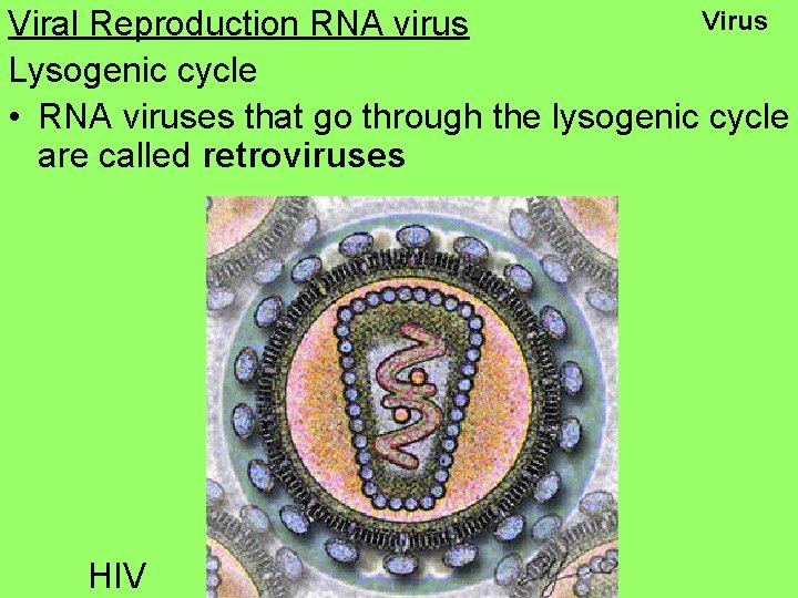 Virus Viral Reproduction RNA virus Lysogenic cycle • RNA viruses that go through the