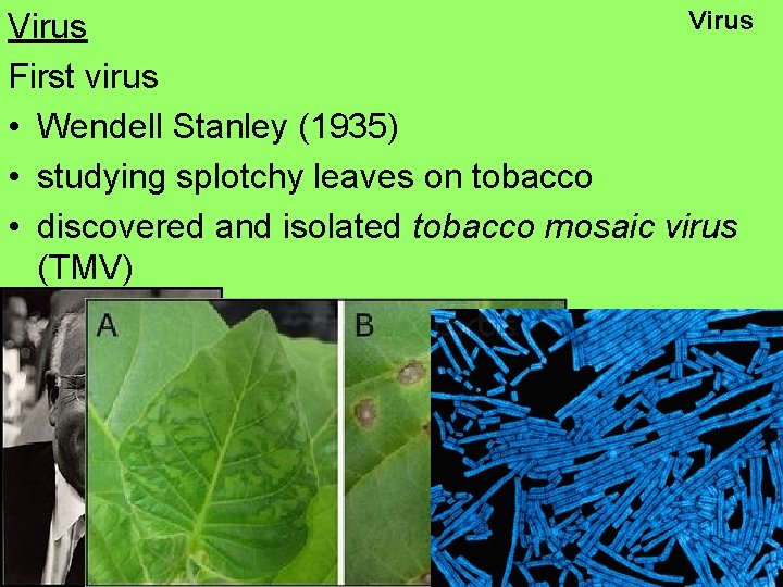 Virus First virus • Wendell Stanley (1935) • studying splotchy leaves on tobacco •