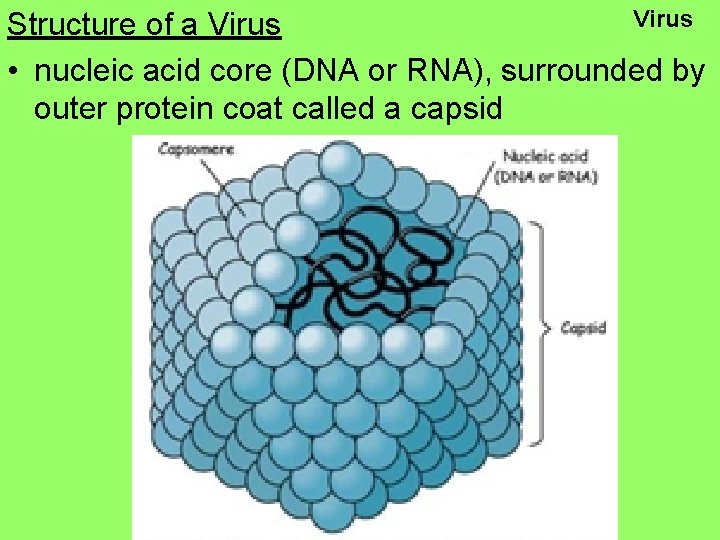 Virus Structure of a Virus • nucleic acid core (DNA or RNA), surrounded by