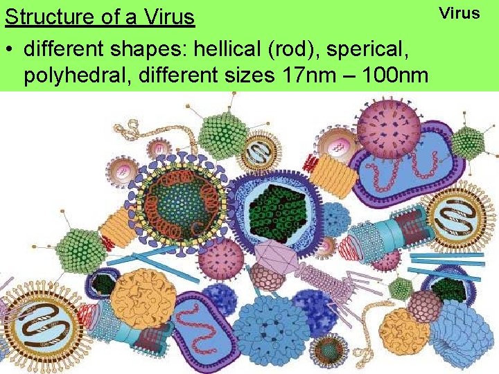Structure of a Virus • different shapes: hellical (rod), sperical, polyhedral, different sizes 17