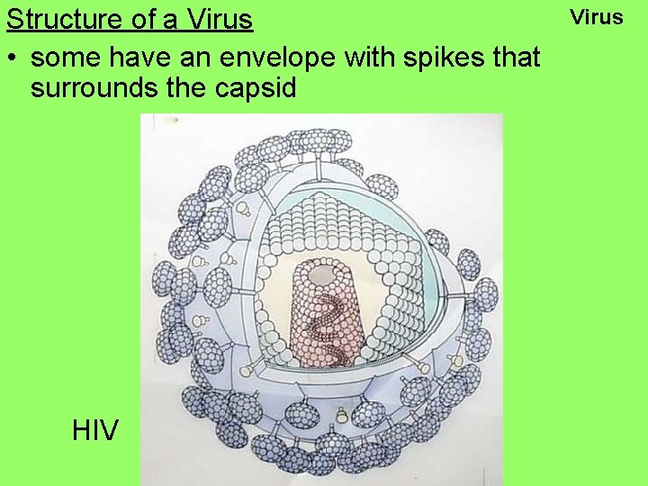 Structure of a Virus • some have an envelope with spikes that surrounds the