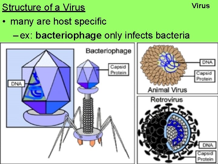 Virus Structure of a Virus • many are host specific – ex: bacteriophage only