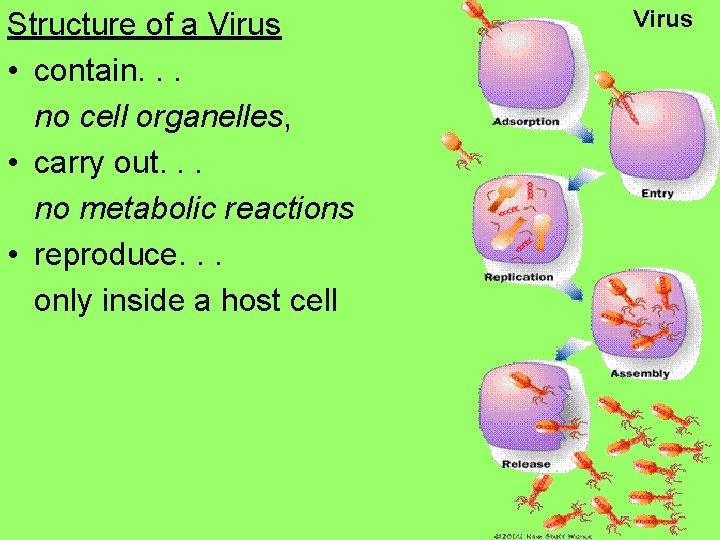 Structure of a Virus • contain. . . no cell organelles, • carry out.