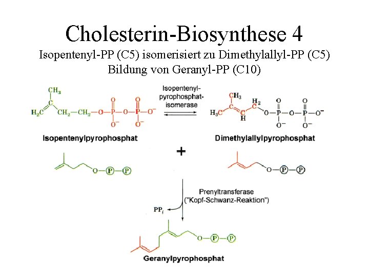 Cholesterin-Biosynthese 4 Isopentenyl-PP (C 5) isomerisiert zu Dimethylallyl-PP (C 5) Bildung von Geranyl-PP (C