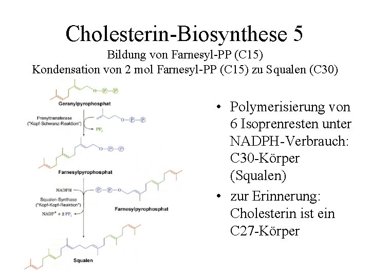 Cholesterin-Biosynthese 5 Bildung von Farnesyl-PP (C 15) Kondensation von 2 mol Farnesyl-PP (C 15)