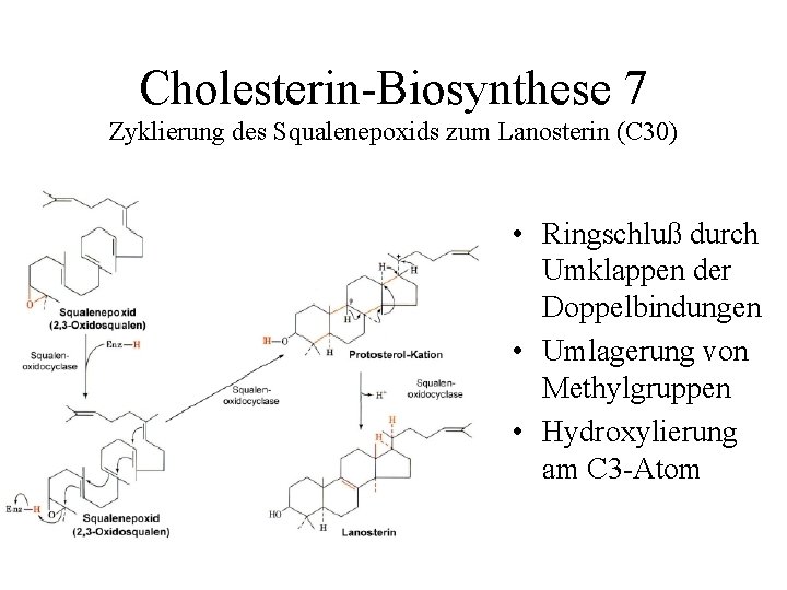 Cholesterin-Biosynthese 7 Zyklierung des Squalenepoxids zum Lanosterin (C 30) • Ringschluß durch Umklappen der