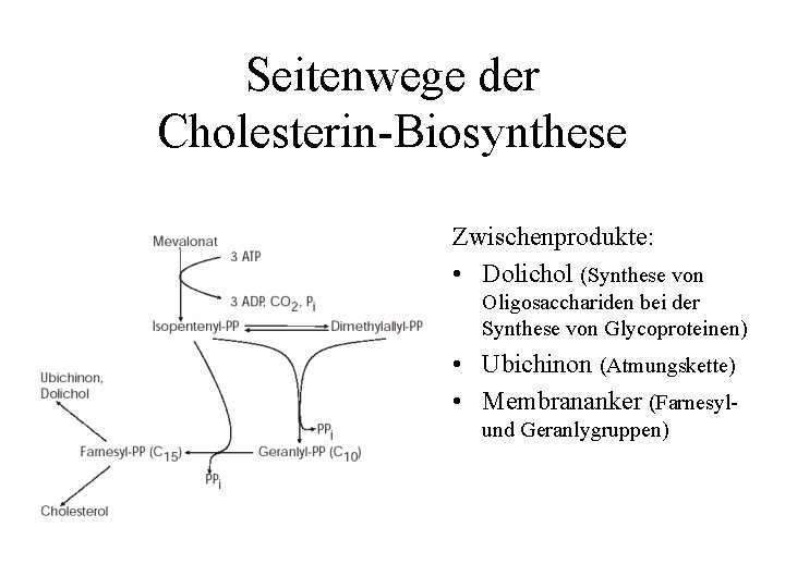 Seitenwege der Cholesterin-Biosynthese Zwischenprodukte: • Dolichol (Synthese von Oligosacchariden bei der Synthese von Glycoproteinen)