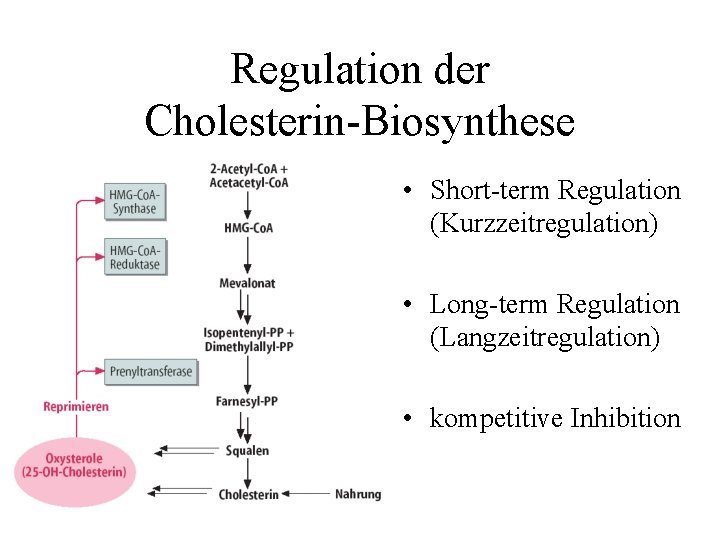 Regulation der Cholesterin-Biosynthese • Short-term Regulation (Kurzzeitregulation) • Long-term Regulation (Langzeitregulation) • kompetitive Inhibition