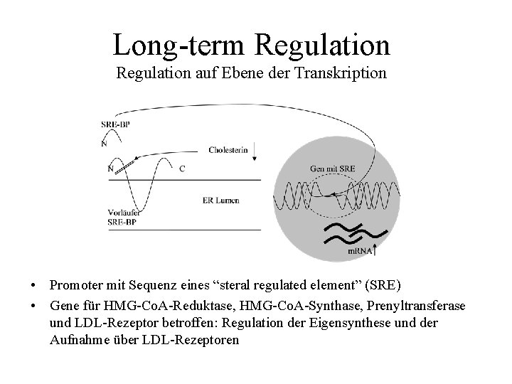 Long-term Regulation auf Ebene der Transkription • Promoter mit Sequenz eines “steral regulated element”