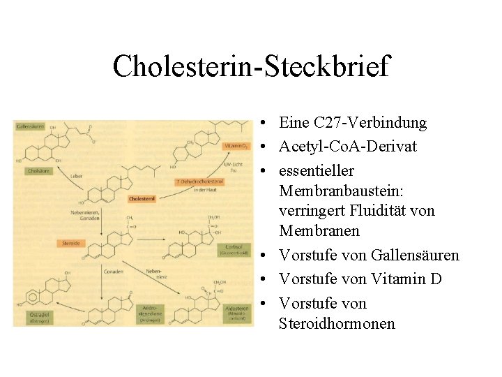 Cholesterin-Steckbrief • Eine C 27 -Verbindung • Acetyl-Co. A-Derivat • essentieller Membranbaustein: verringert Fluidität