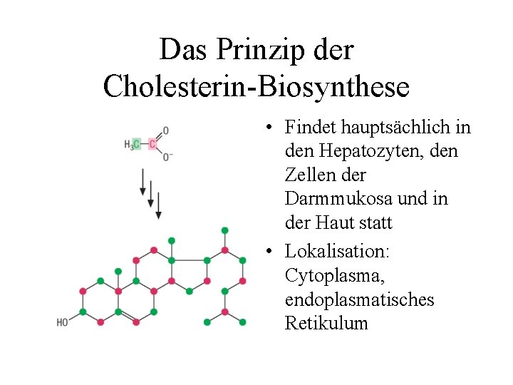 Das Prinzip der Cholesterin-Biosynthese • Findet hauptsächlich in den Hepatozyten, den Zellen der Darmmukosa