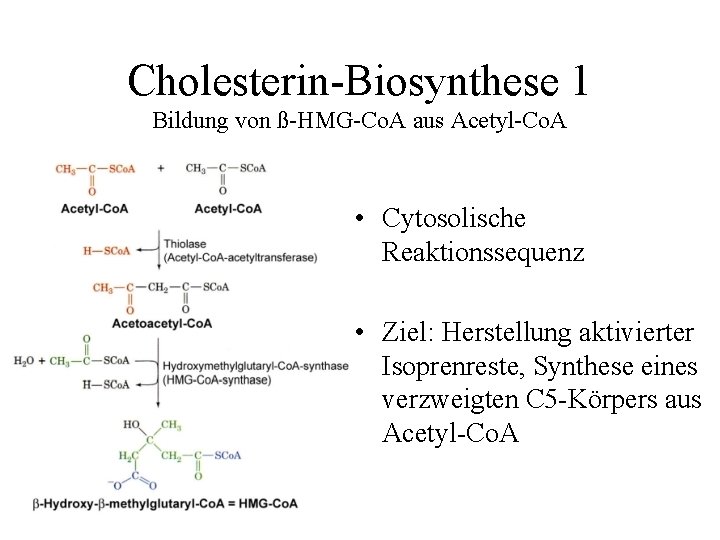 Cholesterin-Biosynthese 1 Bildung von ß-HMG-Co. A aus Acetyl-Co. A • Cytosolische Reaktionssequenz • Ziel: