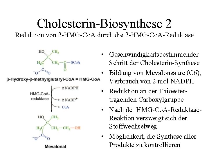 Cholesterin-Biosynthese 2 Reduktion von ß-HMG-Co. A durch die ß-HMG-Co. A-Reduktase • Geschwindigkeitsbestimmender Schritt der