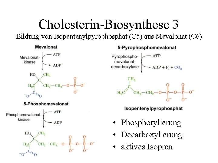 Cholesterin-Biosynthese 3 Bildung von Isopentenylpyrophosphat (C 5) aus Mevalonat (C 6) • Phosphorylierung •