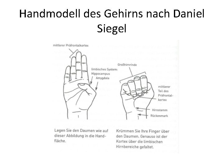 Handmodell des Gehirns nach Daniel Siegel 