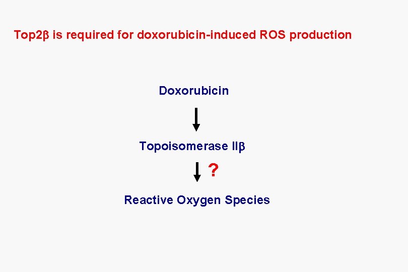 Top 2 b is required for doxorubicin-induced ROS production Doxorubicin Topoisomerase IIb ? Reactive