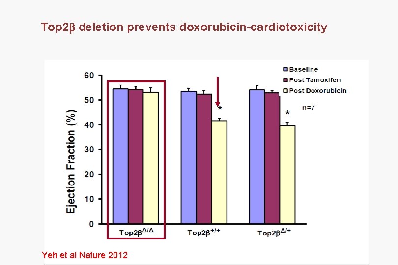 Top 2 b deletion prevents doxorubicin-cardiotoxicity Yeh et al Nature 2012 