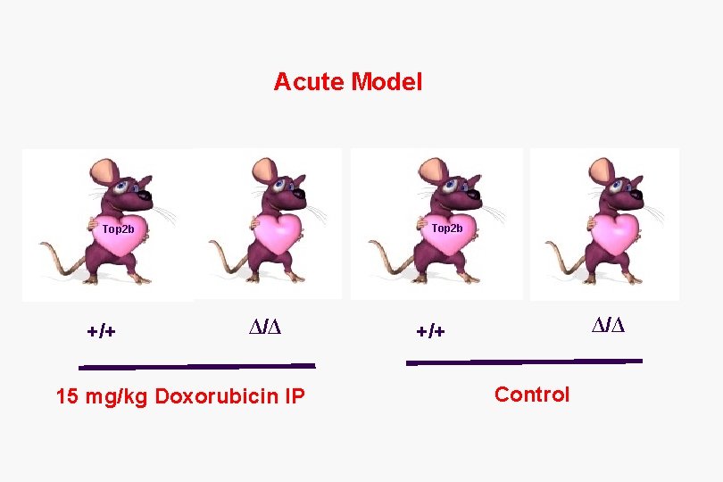Acute Model Top 2 b +/+ ∆/∆ 15 mg/kg Doxorubicin IP ∆/∆ +/+ Control