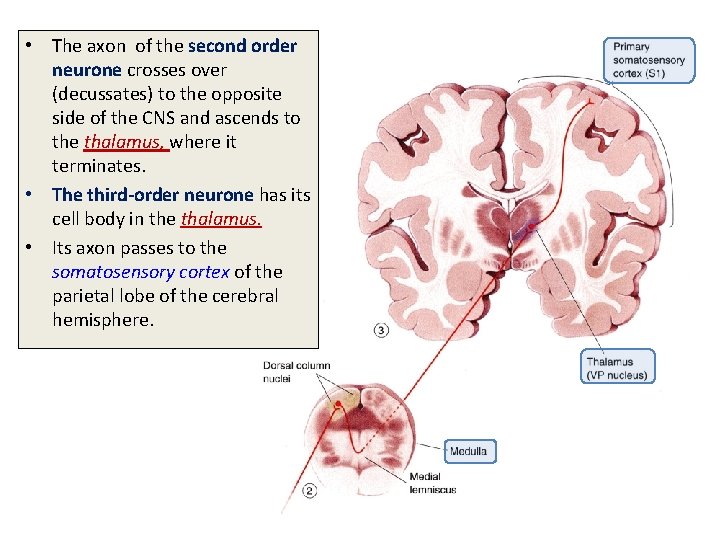  • The axon of the second order neurone crosses over (decussates) to the