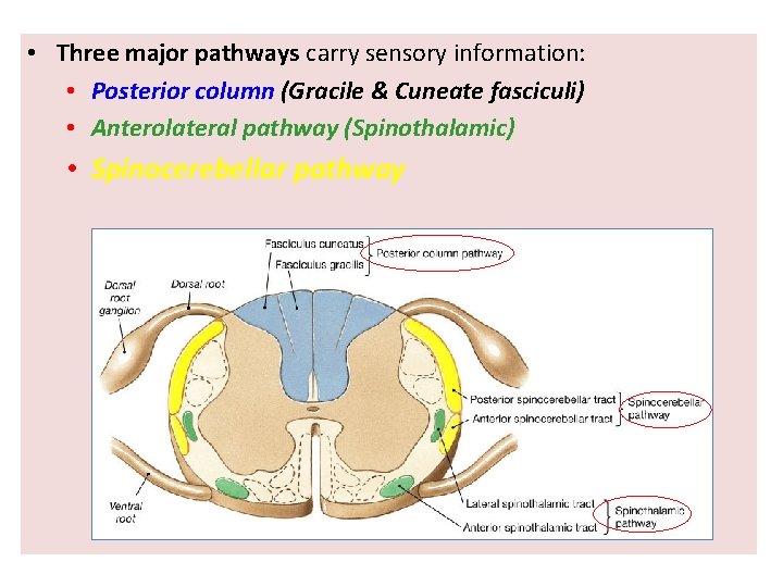  • Three major pathways carry sensory information: • Posterior column (Gracile & Cuneate