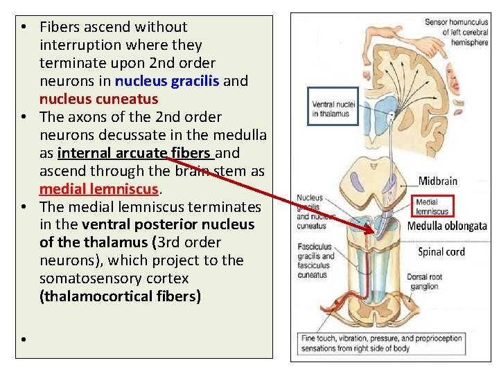  • Fibers ascend without interruption where they terminate upon 2 nd order neurons