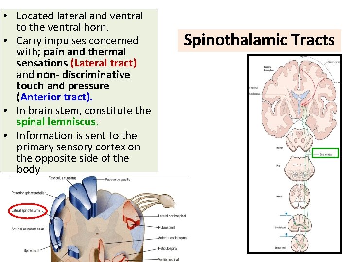  • Located lateral and ventral to the ventral horn. • Carry impulses concerned