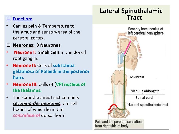 q Function: • Carries pain & Temperature to thalamus and sensory area of the