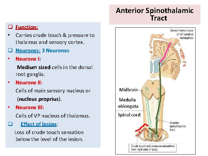 Anterior Spinothalamic Tract q Function: • Carries crude touch & pressure to thalamus and