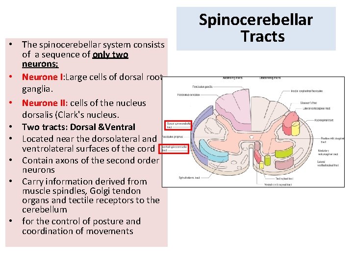  • The spinocerebellar system consists of a sequence of only two neurons; •