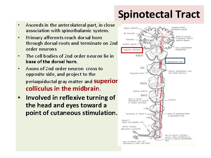 Spinotectal Tract • • Ascends in the anterolateral part, in close association with spinothalamic
