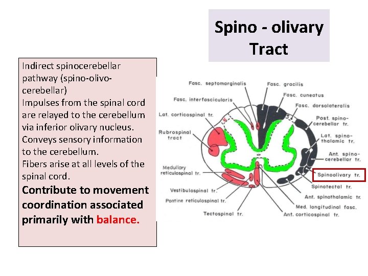 Indirect spinocerebellar pathway (spino-olivocerebellar) Impulses from the spinal cord are relayed to the cerebellum