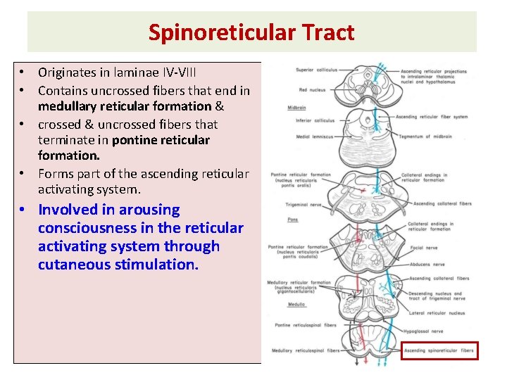 Spinoreticular Tract • Originates in laminae IV-VIII • Contains uncrossed fibers that end in