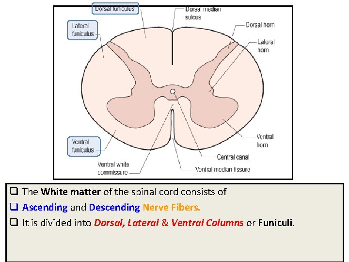 q The White matter of the spinal cord consists of q Ascending and Descending