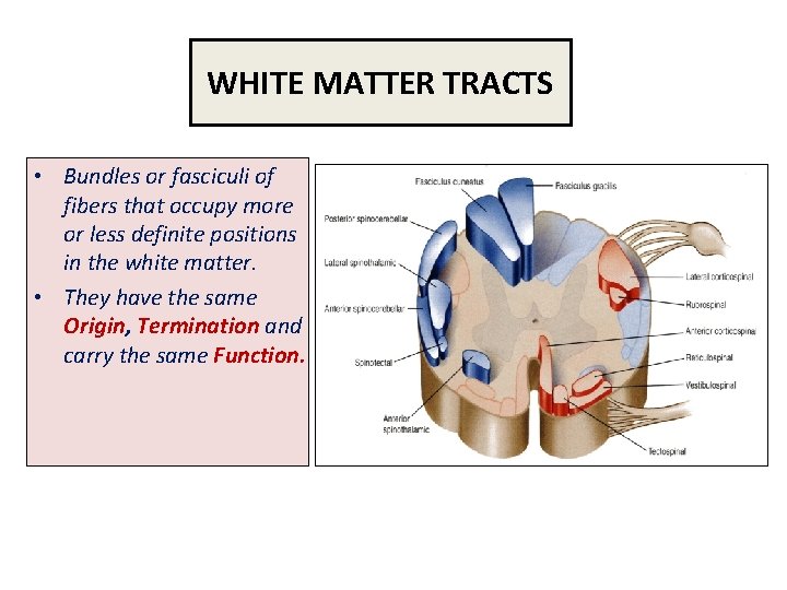 WHITE MATTER TRACTS • Bundles or fasciculi of fibers that occupy more or less