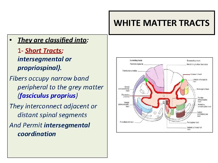 WHITE MATTER TRACTS • They are classified into: 1 - Short Tracts; intersegmental or