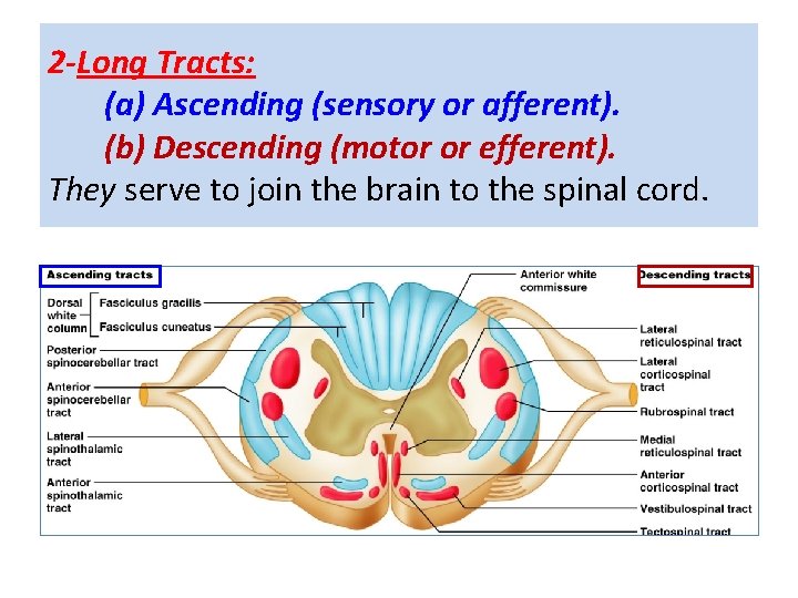 2 -Long Tracts: (a) Ascending (sensory or afferent). (b) Descending (motor or efferent). They