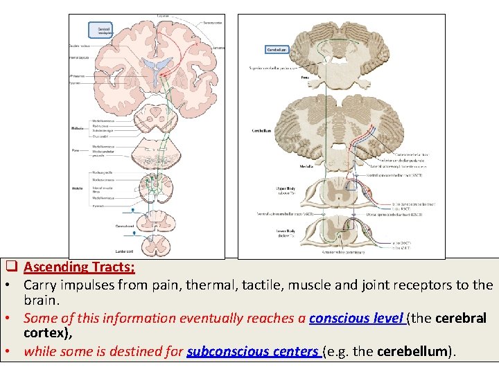 q Ascending Tracts; • Carry impulses from pain, thermal, tactile, muscle and joint receptors