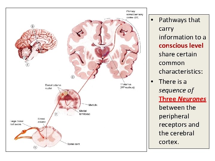  • Pathways that carry information to a conscious level share certain common characteristics: