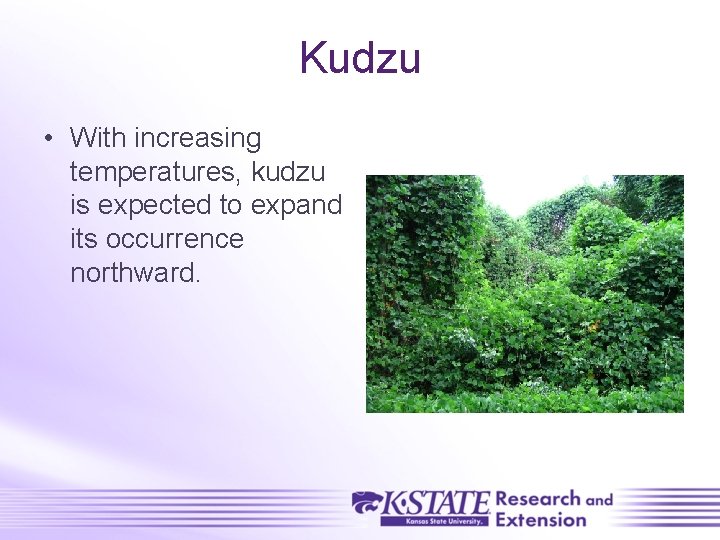 Kudzu • With increasing temperatures, kudzu is expected to expand its occurrence northward. 