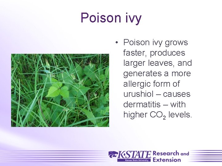 Poison ivy • Poison ivy grows faster, produces larger leaves, and generates a more