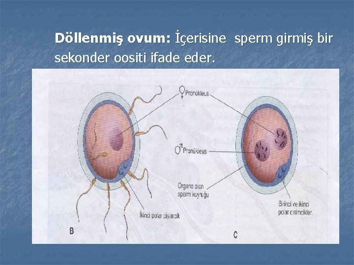 Döllenmiş ovum: İçerisine sperm girmiş bir sekonder oositi ifade eder. 