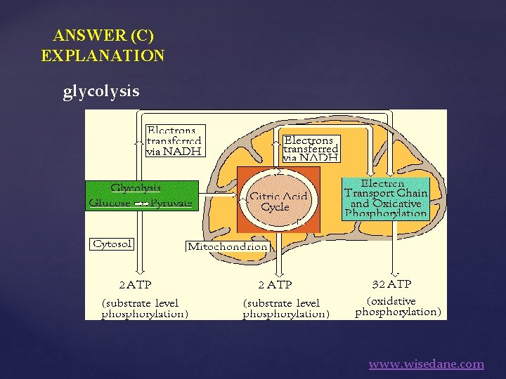 ANSWER (C) EXPLANATION glycolysis www. wisedane. com 