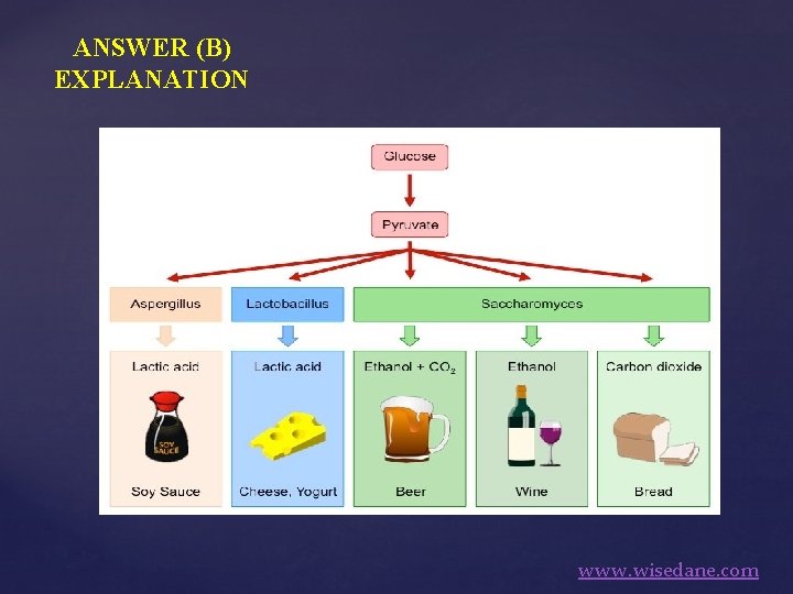 ANSWER (B) EXPLANATION www. wisedane. com 