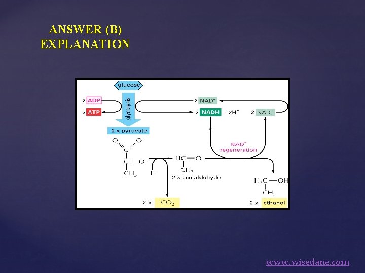 ANSWER (B) EXPLANATION www. wisedane. com 