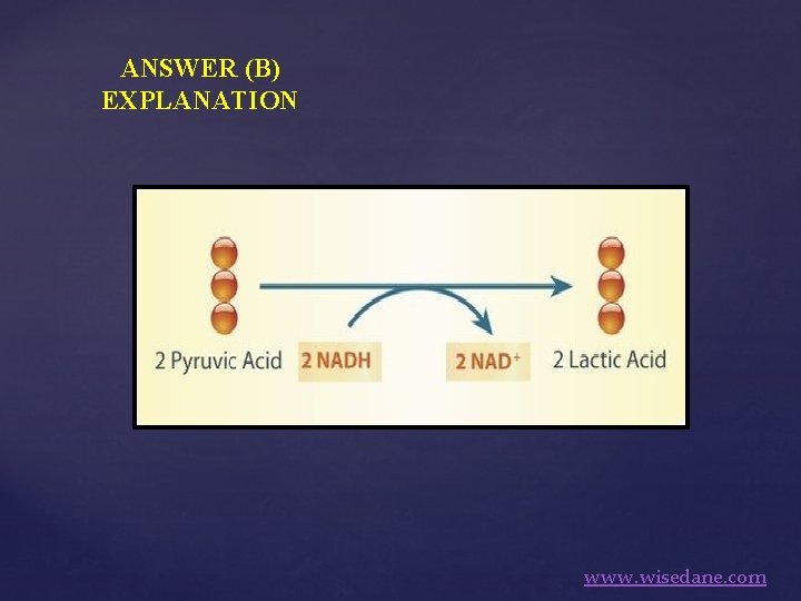 ANSWER (B) EXPLANATION www. wisedane. com 