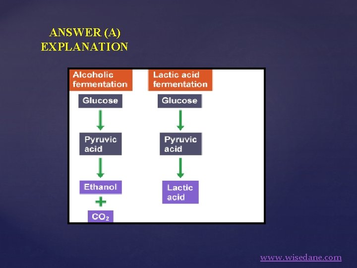 ANSWER (A) EXPLANATION www. wisedane. com 